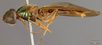 Media type: image;   Entomology 12541 Aspect: habitus lateral view